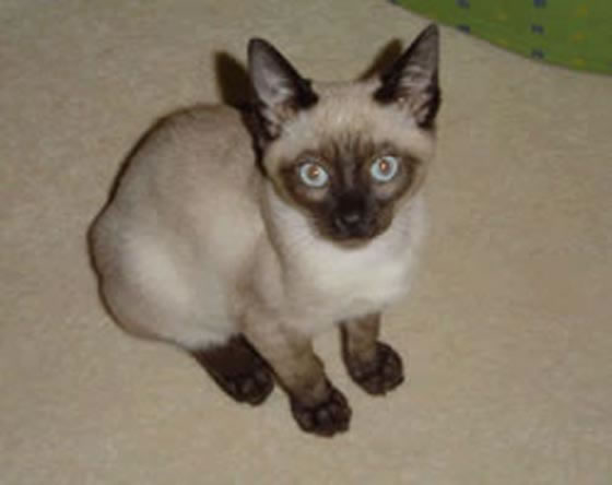 Tonkinese Pictures