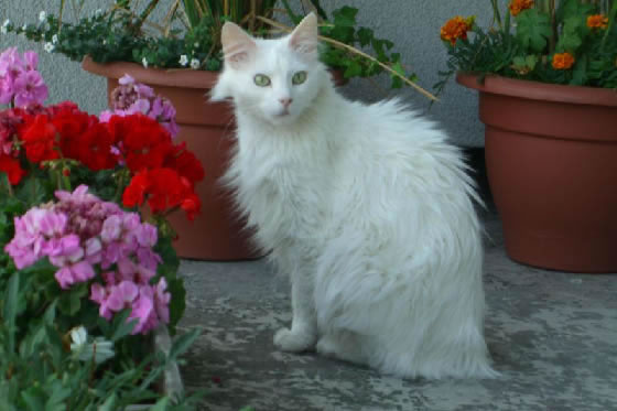 Turkish Angora Pictures