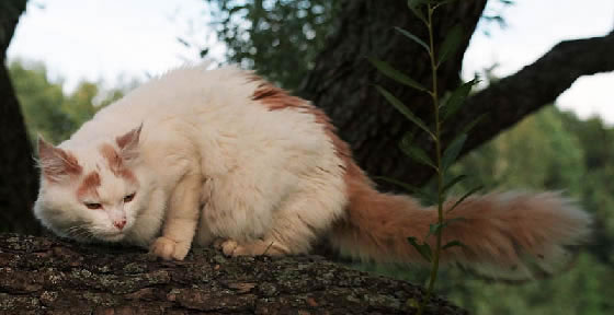 Turkish Van Pictures - #1