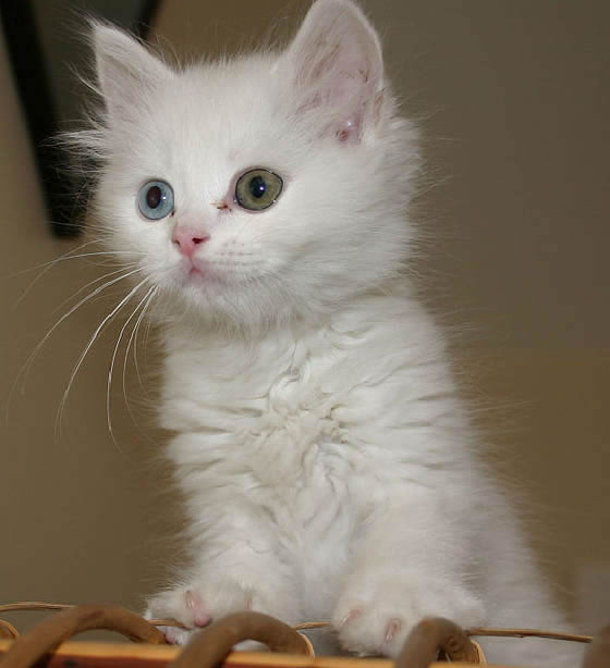 Turkish Van Kitten Pictures