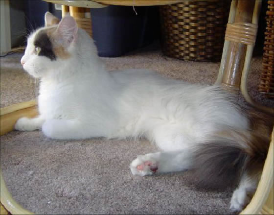 Turkish Van Pictures