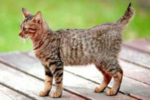 American Bobtail Pictures
