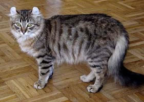 American Curl Pictures American Curl Pictures