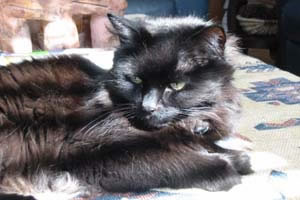American Longhair Pictures