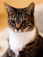 American Shorthair Pictures