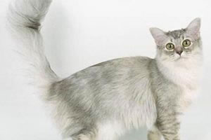 Asian Semi longhair Pictures