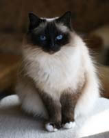 Birman Pictures