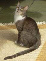 Brazilian Shorthair Pictures
