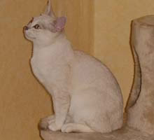 Burmilla Pictures