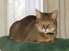 Chausie Pictures