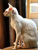 Cornish Rex Pictures Cornish Rex Pictures