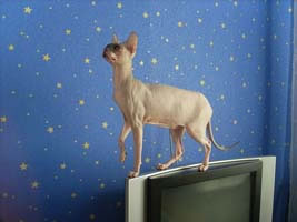 Don Sphynx Pictures