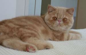 Exotic Shorthair Pictures