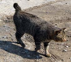 Japanese Bobtail Pictures