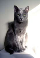Korat Pictures