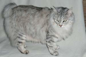 Kurilian Bobtail Pictures