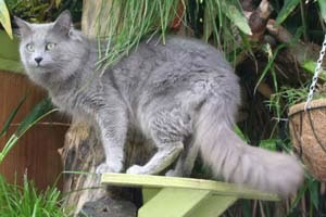 Nebelung Pictures
