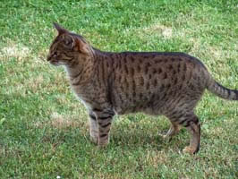 Ocicat Pictures
