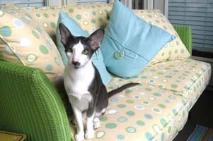 Oriental Shorthair Pictures