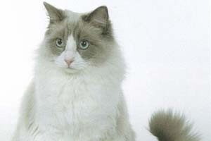 Ragamuffin Pictures