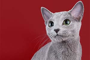 Russian Blue Pictures