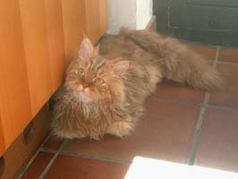 Selkirk Rex Pictures
