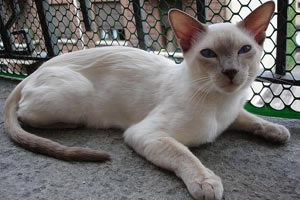 Thai Cat Pictures