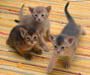Abyssinian Kittens Pictures