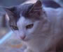 Aegean cat