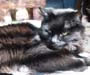 American Longhair