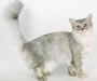 Asian Semi longhair