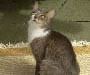 Brazilian Shorthair