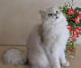 British Longhair
