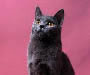 Chartreux Chartreux