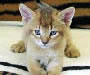 Chausie Kitten Pictures