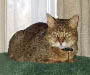 Chausie Chausie