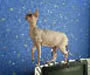 Don Sphynx