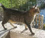 Egyptian Mau Egyptian Mau