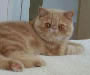 Exotic Shorthair