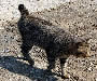 Japanese Bobtail Japanese Bobtail