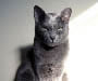 Korat