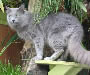 Nebelung