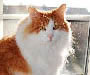 Norwegian Forest Cat Pictures - #1