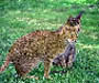 Ocicat Pictures - #1