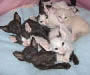 Oriental Shorthair Kittens Pictures