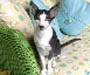Oriental Shorthair