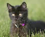 Persian Kitten Pictures
