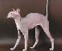 Peterbald