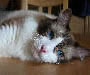 Ragdoll Pictures - #1