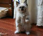 Ragdoll Kitten Pictures